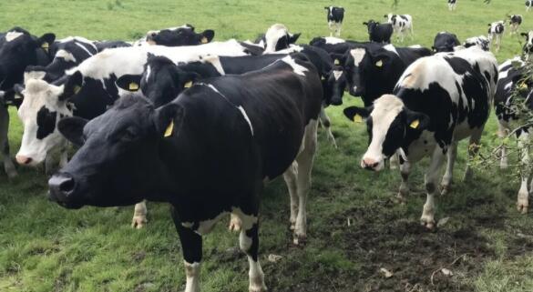 爱尔兰环境与气候组织联盟建议减少牛群