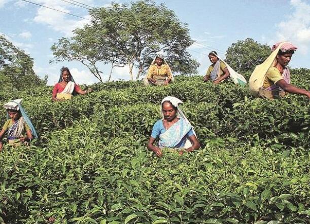 塔塔在奥里萨邦设立10亿卢比的茶叶包装部门