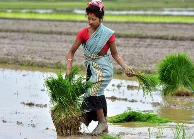 亚马逊应用寻求印度农业市场份额 提供农作物建议